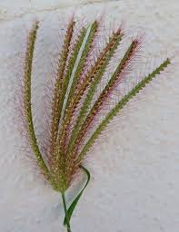 Image result for Chloris