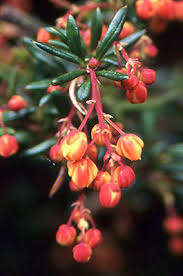 Image result for Heteromorpha stenophylla