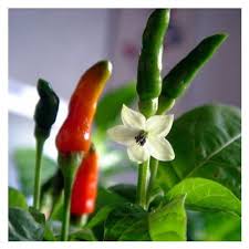 Image result for Capsicum frutescens