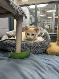 ‪Cats | Humane Society of Kitchener Waterloo & Stratford Perth‬‏