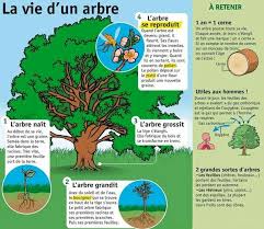 La Vie D Un Arbre Livre D Activite En Feutrine Cours Fr Milieux De Vie