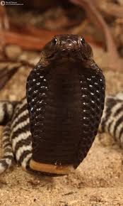 Do we do it for the fame, the fortune? Calphotos Naja Nigricincta Zebra Spitting Cobra