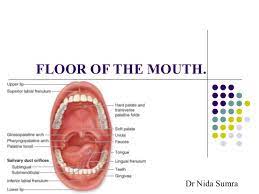 Floor Of The Mouth