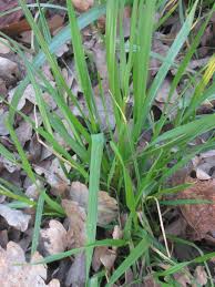 Image result for Lolium