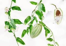 Image result for Monotes glaber