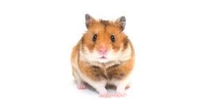 All of our reviews and recommendations are based on unbiased research by our editorial team. 9 Pet Hamster Care Tips For Beginners