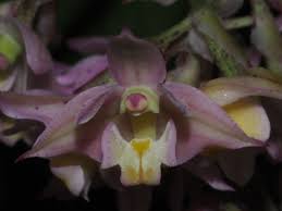 Image result for Polystachya bifida