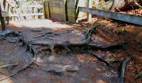 Check spelling or type a new query. Starved Rock Hiking Fun For The Entire Family Minivan Adventures