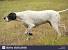 Black German Shorthaired Pointer Pointing