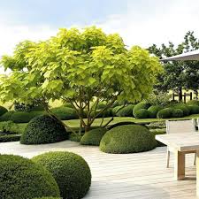 Einbaummitgrunenblatterngartenideenmoosfigurenweisseterrassendieleeinordentlichergarten Kugel Trompetenbaum Trompetenbaum Gartengestaltung