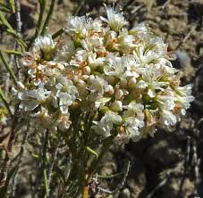 Image result for Eriospermum flexuosum