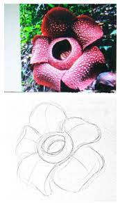 Rafflesia termasuk bunga terbesar di dunia. Cara Menggambar Bunga Rafflesia Arnoldi Point Opini Penyedia Point Informasi Terkini