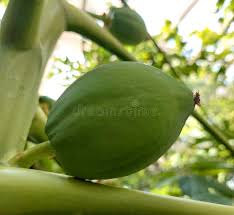 Image result for Vasconcellea pubescens