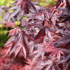 Japanese maples are delicate trees, and prefer temperate climates. A Complete Guide To Growing A Japanese Maple Tree Garden And Happy