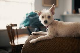 In home euthanasia learn more about the process of in home euthanasia for your terminally ill or elderly pet by a mobile veterinarian. How To Adopt A Dog In Houston Rescues Fees And More
