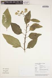 Image result for Bothriocline ugandensis