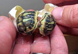 Keeper At A Tortoise Breeding Care Center Noticed A Baby Having Trouble Hatching Found Twin Toirtoises Inside The Egg Cute Tortoise Baby Tortoise Tortoises