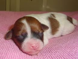 Teddy bear puppies for sale in florida. Teddy Bear Puppies For Sale Andora Kennels Also Bichon Frise Puppies And Shih Tzu Puppies For Sale Bear Puppy Teddy Bear Puppies Bichon Frise Puppy