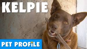 Australian Kelpie Pet Profile Bondi Vet Youtube