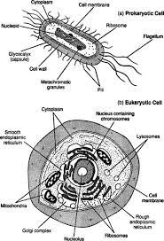 Prokaryotic And Eukaryotic Cells Are Similar In Several Ways Prokaryotes Eukaryotic Cell Prokaryotic Cell