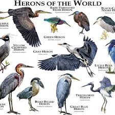 Birds Of The Bahamas Field Guide Herons Of The World By Rogerdhall Print Image Pet Birds Heron Beautiful Birds