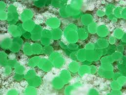 Recette ayurvedique bonne recette cuisine vegan cuisine végétarienne recettes préférées recettes de cuisine recette legume nourriture sauces. Adelite Descloizite Group Mineral Information Data And Localities