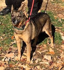 German shepherds of the ozarks is pleased to offer our akc german shepherd puppies for sale in missouri. Annie Banani Is An Adoptable Schipperke Searching For A Forever Family Near Springfield Il Use Petfinder To Find Adoptab Shepherd Dog Mix Rescue Dogs Animals