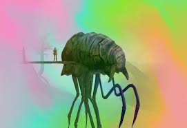 Image result for Silt Strider