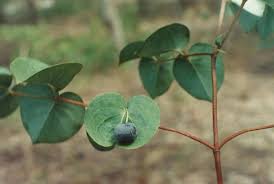 Image result for Rytigynia orbicularis