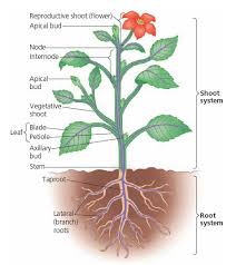 Classification of flowers based on whorl region. Study Material Morphology Of Flowring Plants Contents 1 Introduction About Morphology Of Flowring Plants 2 Classification Of Morphology Plants 3 Roots And Their Types 4 Stem