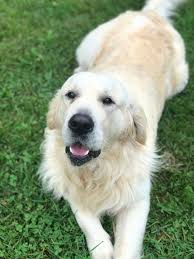 Home Sunny Ridge Retrievers