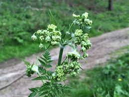 This is the wild form of the cultivated vegetable of the same name. Cow Parsley Wild Chervil Anthriscus Sylvestris