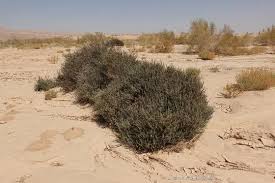 Image result for Suaeda