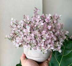 Callisia like bright indirect light which makes for an excellent houseplant! Callisia Repens Hanging Plants Plants House Plants