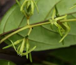 Image result for Oncinotis