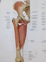 Pin On Hip Flexor