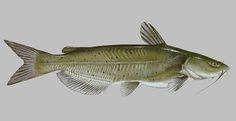 20 Ideeen Over Vis Vis Skelet Kunst Zout Water Aquarium