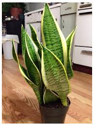 Is it the slithering leaves it blooms? Should I Repot My Snake Plant