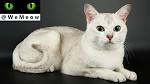 Pedigree Burmilla & Mandalay kittens Miamber in Melbourne ...