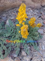 Image result for Senecio aetfatensis