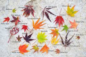 Japanese Maple Leaf Comparison And Fall Color Comparison