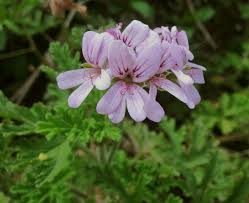 Image result for Pelargonium grossularioides