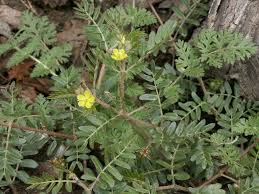 Image result for Tribulus terrestris
