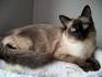 Balinese Cat (Long-Haired Siamese): Cat Breed Profile