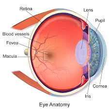 I found some free anatomy coloring pages to share with you. Macula Of Retina Wikipedia