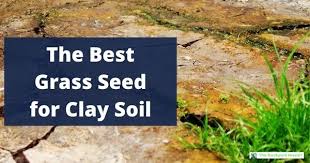 Ready to learn how to grow grass in sandy soil? The Best Grass Seed For Clay Soil The Backyard Master