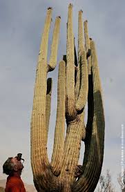 The saguaro cactus is the world's largest cactus species in the world.this cactus can grow over 50 feet tall and weigh over 2,000 pounds (907.185 kilograms)! World S Biggest Saguaro Cactus