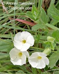 Image result for Thunbergia serpens