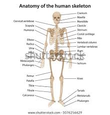 The patella is a triangular bone that forms a protective cap over the knee joint. Skeletal System Diagram Pdf Human Anatomy