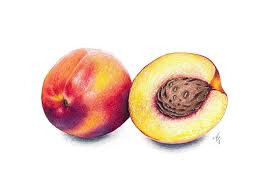 Peach Art Print Peach Realistic Art Nectarine Kitchen Art Etsy Peach Art Realistic Art Fruits Drawing